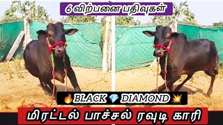 💐கொல பாச்சல் Black 💎 Diamond மற்றும் 6 விற்பனை பதிவுகள் 💥🔥 #bullsrace