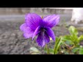 スミレ viola mandshurica 14_220405_小手指