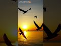 the beauty of sunset🕊️ .with migratory birds..#nature lover...