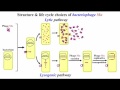 DNA Transposons