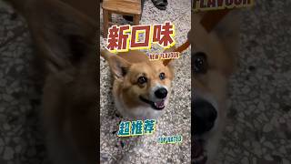 新口味肉乾 超好吃的 柯基 機車狗#taiwan #柯基 #吃播  #狗狗 #dog #dogs #corgi #狗狗搞笑 #搞笑 #寵物搞笑視頻 #寵物 #tranding #狗 #doglover