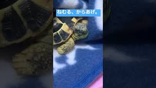 ねむる、からあげ。#ニシヘルマンリクガメ#ヘルマンリクガメ#リクガメ#カメ#亀#癒し#癒し動画#ペット#からあげ#爬虫類#turtle#Testudohermanni#かめ#shorts#唐揚げ