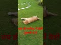 ਧਿਆਨ ਸੇ ਸੋਚੀਏ ਕੇ funny nofarmersnofoodnofuture funnyvideos doglover funnyvideos viral viralvi