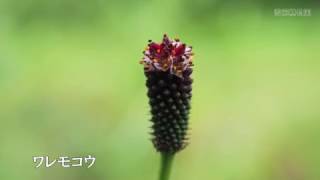 雪国植物園の花々(2016年7月下旬)