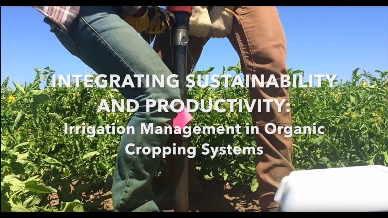 Integrating Sustainability And Productivity: Irrigation Management In ...