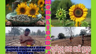 Sunflower seeding cultivation timings from Jaunra Bhaunra @୨୦୨୫ /S.mendli YouTube Channel