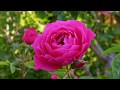 BEAUTIFUL ROSES - ERNESTO CORTAZAR - JUST FOR YOU - LET ME KISS YOU