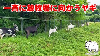 放牧場に向かい一斉に走り出すヤギ達　2023年7月5日 手作りヤギ牧場 goat farm 吉がけ牧場