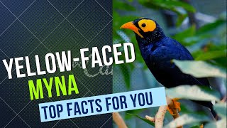 yellow-faced myna facts 🦜 found in New Guinea and nearby smaller islands