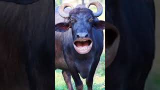 घास लो रे, घास लाओ रे #bufflo #funny #buffalow #cow #baffalo #animals #baffalo