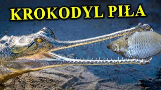 GAWIAL - Do Czego Służy Pysk w Kształcie Piły?