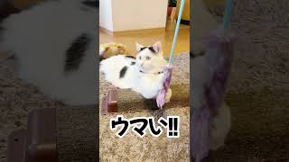 猫の腹ペコダンスが可愛すぎる#shorts