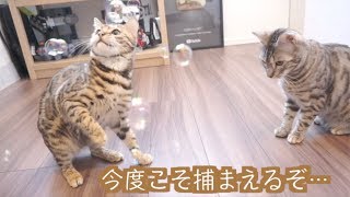 初めてシャボン玉を見た猫たちの反応の違いがすごい。。。