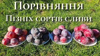 Сорти сливи для зберігання.Диплоїдні сливи пізнього терміну дозрівання.