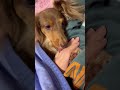 手をぺろぺろ舐める犬 チワックスれあ shorts