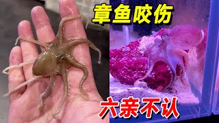 我翻車了！我被咬了！人畜無害的小章魚……居然讓我手疼屁股疼！#王小怪