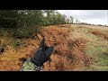 brunsthjorte på djursland red stag hunting in denmark hirsch jagd in dänemark