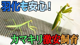 【安心安全安価】ワンコインでカマキリのお手軽飼育セット！