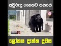 අවුරුදු ගානකට පස්සෙ ලෝකය දැක්ක දවස