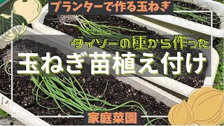 【家庭菜園】ダイソー玉ねぎ！苗の定植。1穴に2本植えの裏技、剪葉植えにて挑戦！　～Onion cultivation～