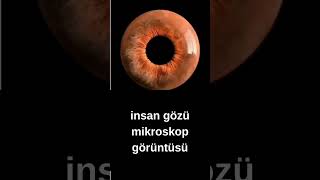 insan gözünün mikroskopik görüntüsü