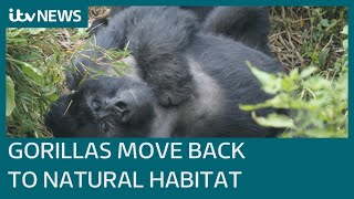 How humans are making way for endangered mountain gorillas in Rwanda's national park | ITV News