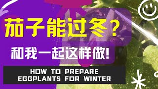 给茄子过冬？和我一起这样做！How to Prepare Eggplants for Winter