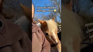 Haflinger Horse Walking With Me At The Farm🐴💛#shorts