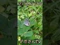 昆虫図鑑！、【ツバメシジミ】 自然 植物 昆虫 蝶 ツバメシジミ 未来遺産　音楽 back homeミュージシャン winter foeurl https icons8.com