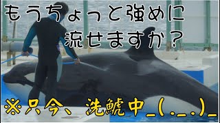 鴨川シーワールドシャチパフォーマンス【2023年2月25日11:30公演】