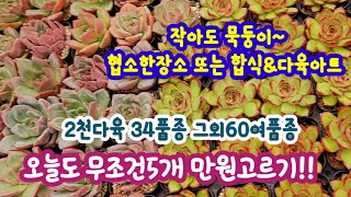 명심e다육  5개1만원34품종 그외60 여품종 소개 | 귀엽고 사랑스런 야무지게 다져진 짱짱다육 합식 다육아트에 적합 | 버날렌스 부사마리아 벤바디스 나나후꾸미니*유료광고포함*