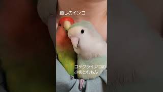 #小桃とれもん #lovebirds #तोता #コザクラインコ #インコ #ラブバード #peachfacedlovebird #もふもふ #癒やし #shorts