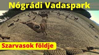 Nógrádi Vadaspark - Szarvasok földje (kirándulás)