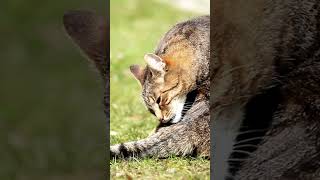 猫が顔を洗うと雨が降る？　#shorts  #ねこ #ねこ動画 #ねこのいる生活