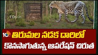 Operation Cheetah in Tirumala | తిరుమల నడక దారిలో కొనసాగుతున్న ఆపరేషన్ చిరుత | 10TV News