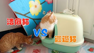 家里有只洁癖猫，专门负责搞卫生，铲屎官太省心了【阿尔法是只边牧】