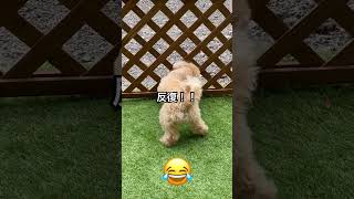 魅惑の下半身#shorts #short #マルプー #sexy #dog #dogs