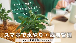 コーヒーの木と、ガジュマルを育て始めました｜スマート植木鉢「Onemi」で、スマホで栽培管理【Vlog】