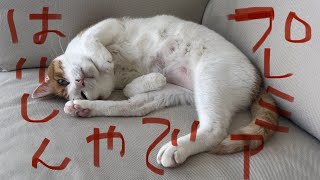 【プレミア配信】GWは関西弁の猫とチャットしませんか？【関西弁でしゃべる猫】【猫アテレコ】