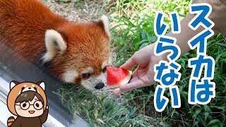 徳山動物園のわがまま王子！ルールーくんの超わがままっぷりを見てきました！