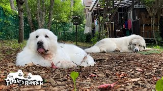 暑いけれどなるべく外でのんびりしたいルンルンとベルです　Great Pyrenees　グレートピレニーズ