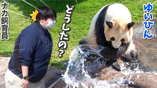 【パンダアイドル楓浜】ナカさんとふうひんが心配する💦暴れて止まらないよ🐼