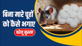 Easy tips to get rid of rats!