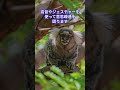 shorts 【笑劇！アニマル博士】コモンマーモセット 【動物園にいる動物達】