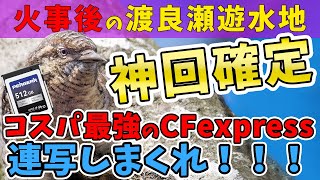 【火事後の渡良瀬遊水地】コスパ最高のCFexpress typeBを野鳥撮影で試してみた　PERGEAR CFE-B Pro 512Gメモリーカード