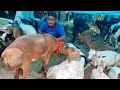 khidirpur bakra mandi 2024 part 3 dumba for sale bakridspecial goatmarket dumba sheep