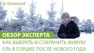 Как выбрать елку и сохранить живую ель в горшке после Нового года