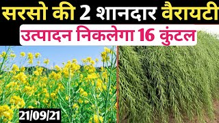 Musturd Best Variety in 2021/Musturd Seeds/सरसो की दो उन्नत किस्में/सरसो की खेती/Top 2 Mustard seeds