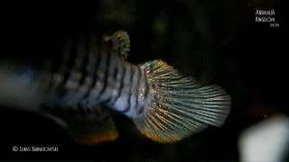 Striped Panchax (Aplocheilus lineatus) - Colors of Rainbow - Animalia Kingdom Show