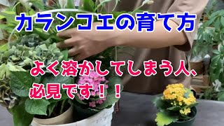 【カランコエの育て方】水やりで溶かしてしまう人、花が咲かない人、原因はこれかも！！